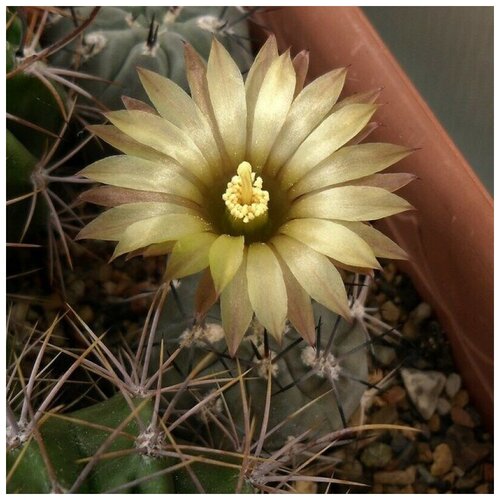      Pyrrhocactus villicumensis VG-1143 10 .   -     , -, 