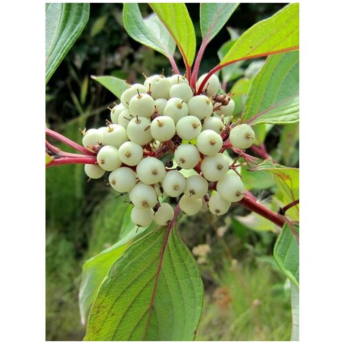   ĸ  (Cornus alba), 20    -     , -, 