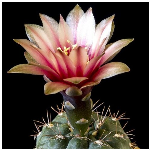      Gymnocalycium terweemeanum 10 .   -     , -, 