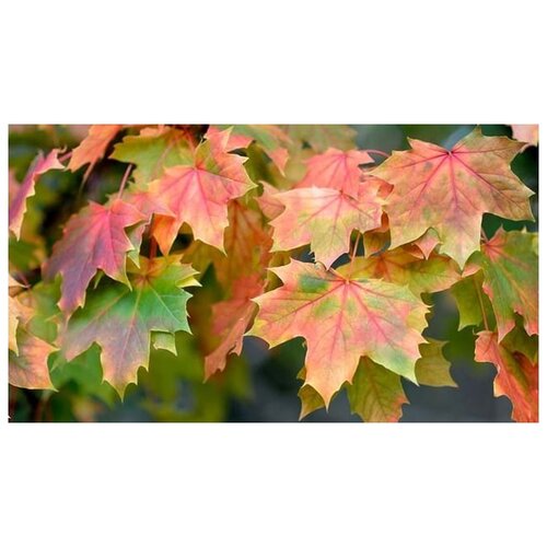    (. Acer platanoides)  15   -     , -, 