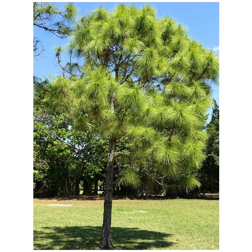     (Pinus elliottii), 10    -     , -, 