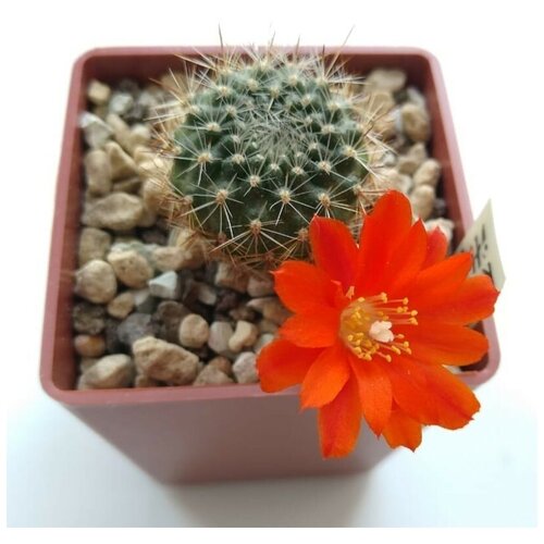      Rebutia ithyacantha L-350 10 .   -     , -, 