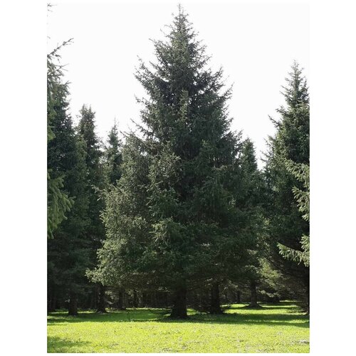    - (Picea schrenkiana tianschanica), 20    -     , -, 