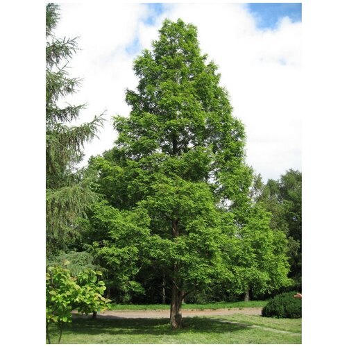     (Metasequoia glyptostroboides), 30 ,   400 