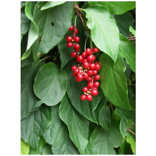     (Schisandra chinensis), 20    -     , -, 