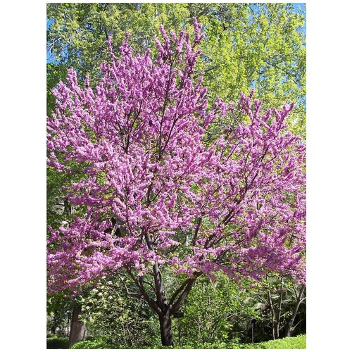     (Cercis chinensis), 15    -     , -, 