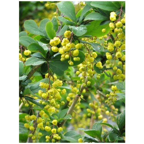     (Berberis densiflora), 15    -     , -, 