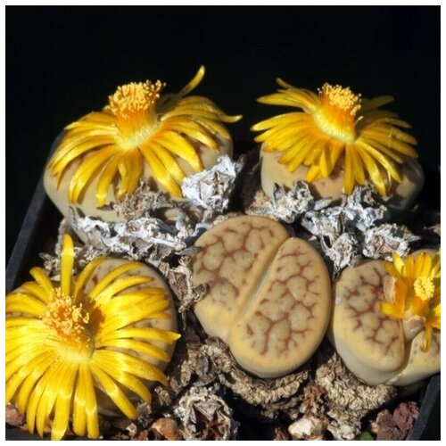      Lithops schwantesii v. urikosensis C-075 10 .   -     , -, 