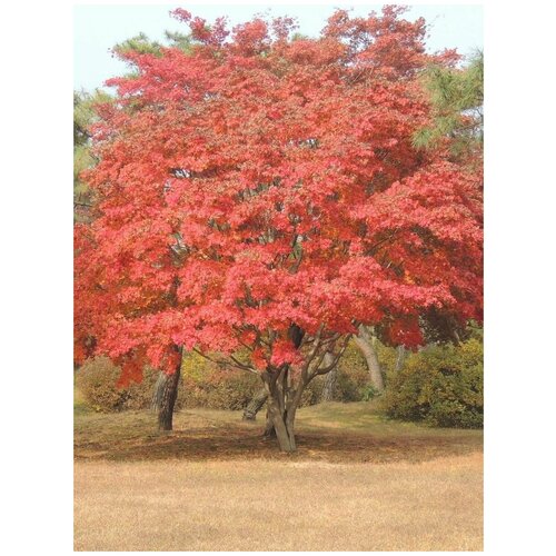     (Acer mandshuricum), 10    -     , -, 