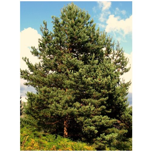     (Pinus sylvestris), 55    -     , -, 