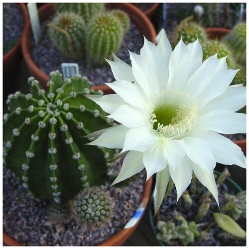      Echinopsis eyriesii 10 .   -     , -, 