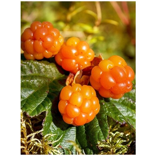     (Rubus chamaemorus), 5    -     , -, 