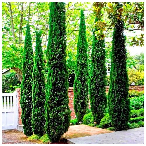     (. Cupressus sempervirens Pyramidalis)  50   -     , -, 