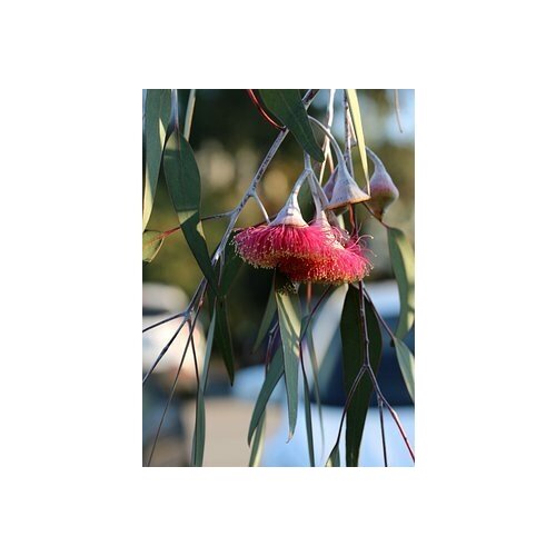    -   -   (. Eucalyptus hybrida)  500   -     , -, 