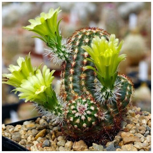      Echinocereus viridiflorus 10 .   -     , -, 