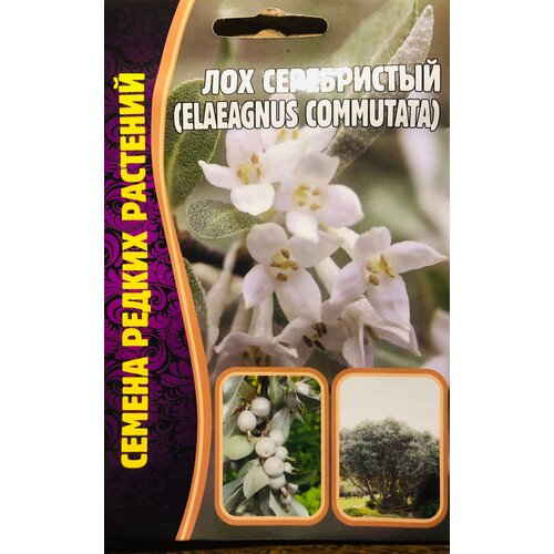     (Elaeagnus commutata) (5 c)   -     , -, 