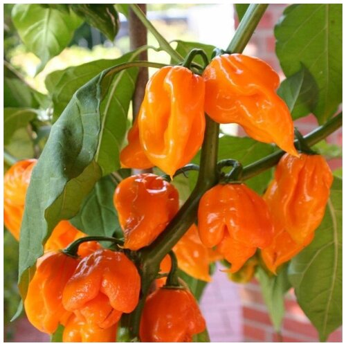      Trinidad scorpion orange 5 .   -     , -, 