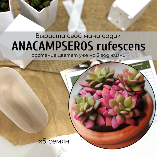     (Anacampseros rufescens)     /  - :   ,   350 
