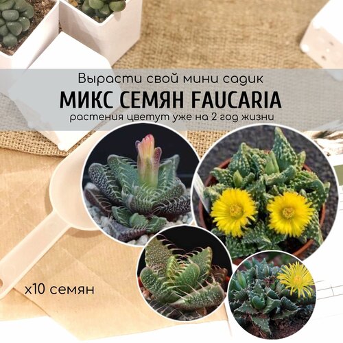     Faucaria /     ,   360 