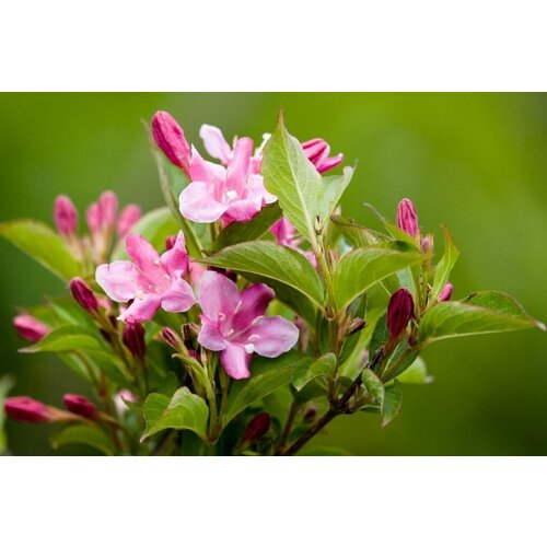     (. Weigela Rosea)  25   -     , -, 