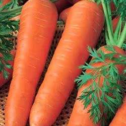 информация, описания, фото сортов моркови
