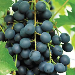 информация, описания, фото сортов винограда