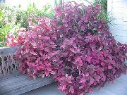 фото Ирезине травянистые декоративные балконные растения