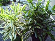 фото Драцена травянистые декоративные балконные растения