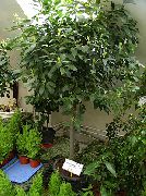 фото Лавр деревья декоративные балконные растения