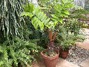 фото Замия деревья декоративные балконные растения