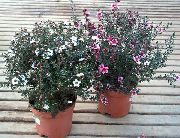 фото Лептоспермум кустарники балконные декоративные цветы