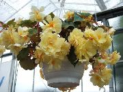 фото Бегония травянистые балконные декоративные цветы