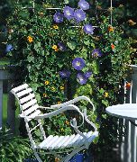 фото Вьюнок (Ипомея) лиана балконные декоративные цветы