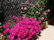 фото Доротеантус травянистые балконные декоративные цветы