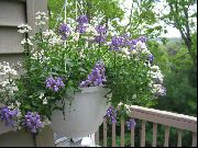 фото Немезия травянистые балконные декоративные цветы
