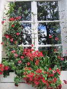 фото Дипладения  лиана балконные декоративные цветы