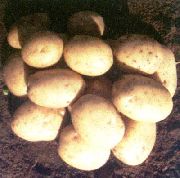 фото Реал картофель