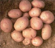 фото Рябинушка картофель