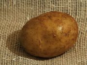 фото Днипрянка картофель