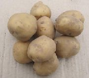 фото Скороплодный картофель
