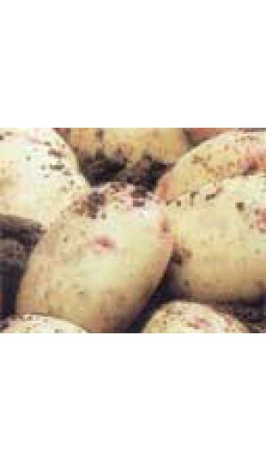 картофель Боровичок сорт семена, фото, описание, характеристики