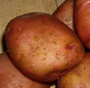 фото Ильинский картофель