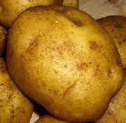фото Голубизна картофель