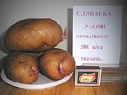 фото Славянка картофель