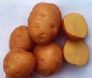 фото Солнечный картофель