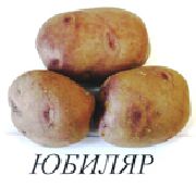 фото Юбиляр картофель