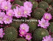 foto lila Kamerplanten Kroon Cactus