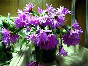 фото Рипсалидопсис кактус лесной домашние и комнатные кактусы и суккуленты