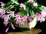 foto roze Kamerplanten Pasen Cactus