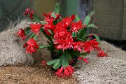 foto rood Kamerplanten Pasen Cactus